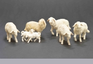 Schafe verschiedene